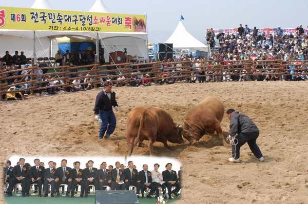 제6회 전국 소싸움대회 개최 (4. 7. 화원강변둔치)