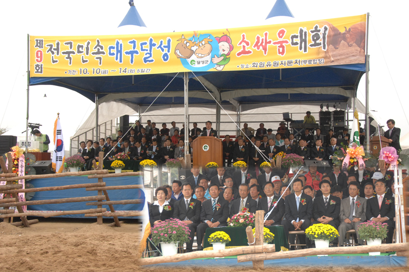 제9회 대구달성 소싸움대회 ( 10. 10 화원천변 )